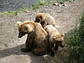 Katmai Sow and Cubs