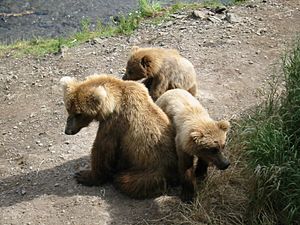 Archivo:Katmai Sow and Cubs