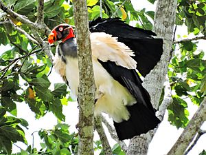 Archivo:King vulture (Chalalan)