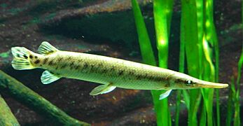 Lepisosteus oculatus - Zoo Frankfurt