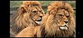 Lionkinggrootyaum