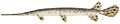 Longnose gar