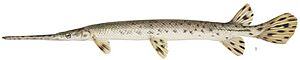 Archivo:Longnose gar