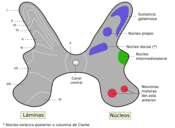 Archivo:Medulla spinalis - Substantia grisea - es