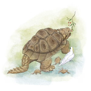 Archivo:Meiolania turtle (Meiolania brevicollis)