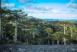 Parque Nahuelbuta Angol.jpg