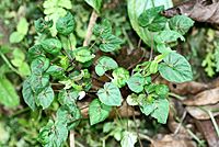 Peperomia pinoi (Piperaceae) (30056086021).jpg