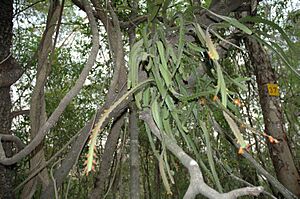 Archivo:Pfeiffera monacantha150183180