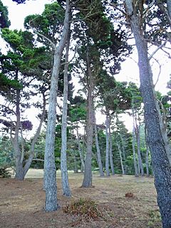 Pinus muricata trees Mendocino.jpg