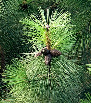 Archivo:Pinus ponderosa cones