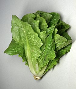 Archivo:Romaine lettuce