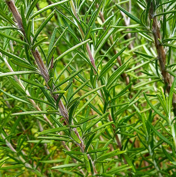 Rosmarinus officinalis (Lamiaceae) 01