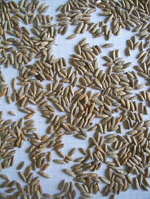 Archivo:Rye grains