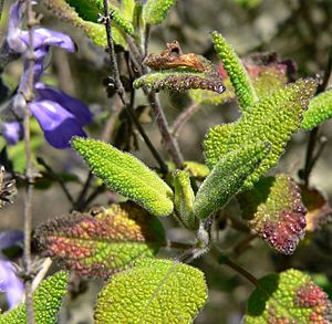Archivo:Salvia melissodora 4