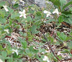 Sibbaldiopsis tridentata1.jpg