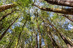 Silver beech forest, Nelson Lakes National Park, New Zealand 02.jpg