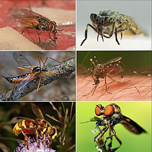 Six Diptera.jpg