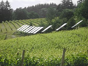 Archivo:Solar panels in Oregon vineyard