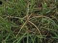 Starr-120608-7266-Cynodon nlemfuensis-seedhead-Ulupalakua Ranch-Maui (24518299283)