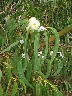 Archivo:Starr 051123-5467 Eucalyptus globulus