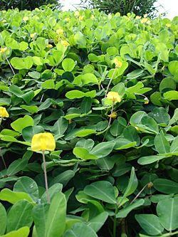 Starr 061109-1490 Arachis pintoi.jpg