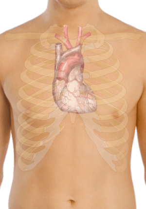 Archivo:Surface anatomy of the heart