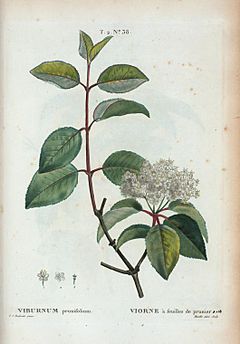 Archivo:T2 38 Viburnum prunifolium par Pierre-Joseph Redouté