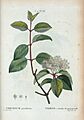 T2 38 Viburnum prunifolium par Pierre-Joseph Redouté