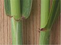 Tarwe oortjes Triticum aestivum auricles