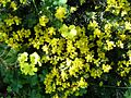 Teline linifolia3