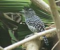 Thamnophilus doliatus macho (Henri Pittier, Venezuela)