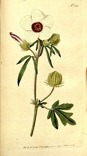 Archivo:The Botanical magazine, or, Flower-garden displayed (Plate 209) (8559516269)