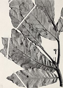 The Central American species of Quercus (1942) (19965628774).jpg