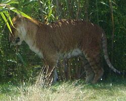 Tigon.jpg