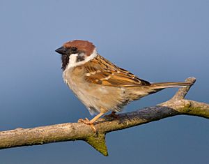 Archivo:Tree-Sparrow-2009-16-02