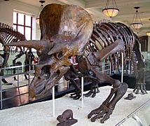 Triceratops AMNH 01