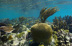 Archivo:Underwater corals on the Island of Culebra