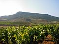 Viñedo-en-Ventosa-LaRioja