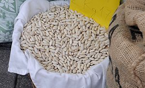 Archivo:White beans, Fabes de la Granja