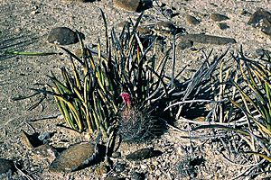 Archivo:Yucca endlichiana fh 0334 Echinocactus horizonthalonius fh 0805 MEX B