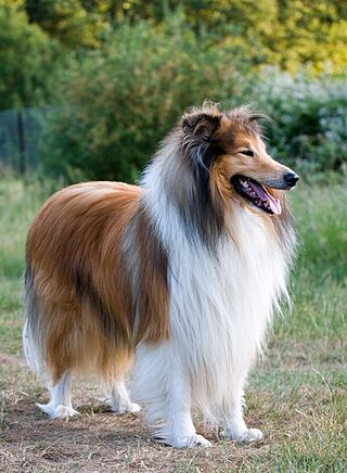 1Dog-rough-collie-portrait.jpg