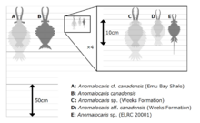 Archivo:20210212 Anomalocaris size comparison