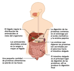Archivo:2429 Digestion of Proteins (Physiology)-es