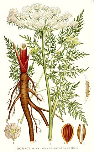 Archivo:250 Peucedanum palustre