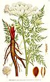 250 Peucedanum palustre