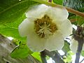 Actinidia deliciosa6 R