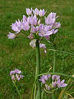 Archivo:Allium roseum
