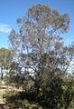 Allocausarina Ieuhmanii tree