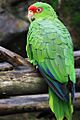 Amazona pretrei -Brazil-8