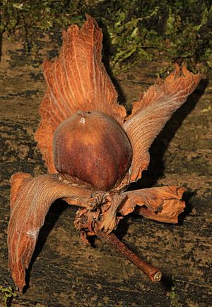 Archivo:American Hazelnut - Corylus americana, Watkins Regional Park, Upper Marlboro, Maryland (38562356145)